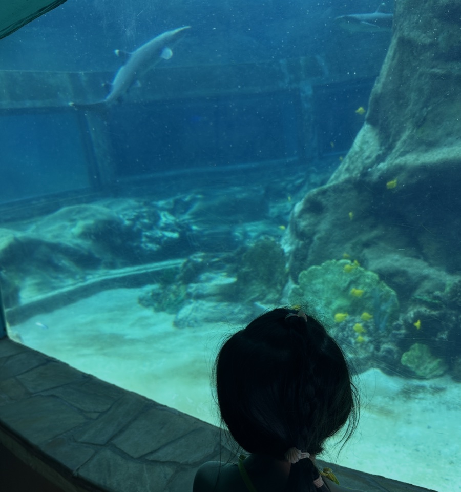 水槽の中を泳ぐサメを見ている後ろ姿