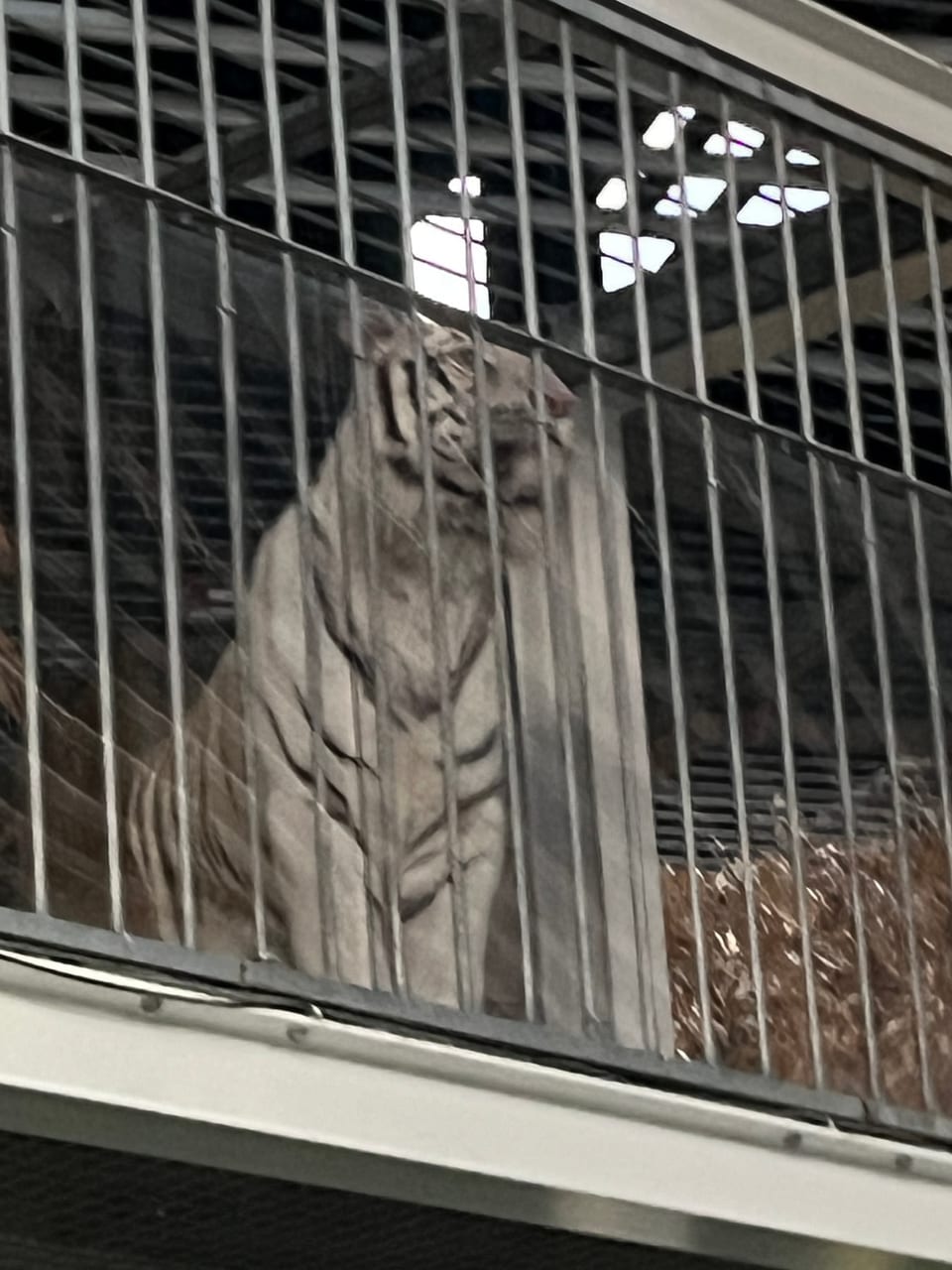 柵の向こうに座っているホワイトタイガー