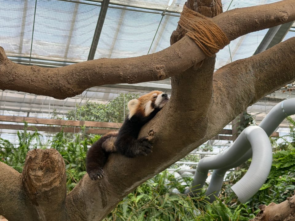 木にもたれて、だら〜っと体を預けるレッサーパンダ