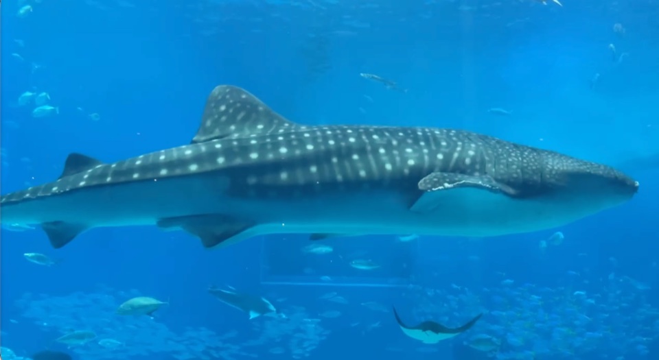 青い水槽の中を泳ぐ、白い斑点模様のジンベエザメ