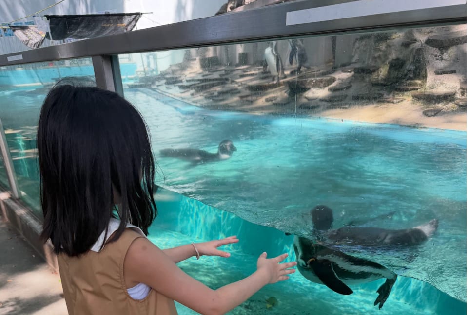 水槽の前から、目の前を泳ぐペンギンたちを眺める姿