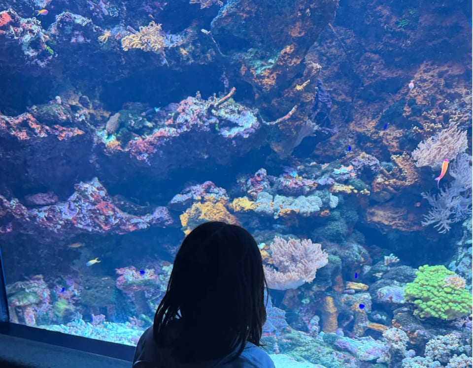 青い水槽の前で、魚たちを眺めるろかの後ろ姿