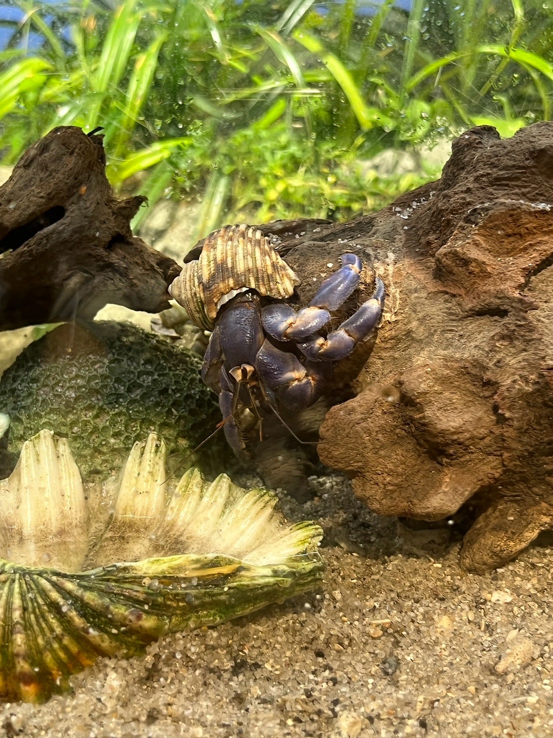 貝殻を背負い、木につかまる生き物