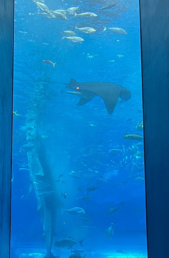大きな水槽を泳ぐ魚たち