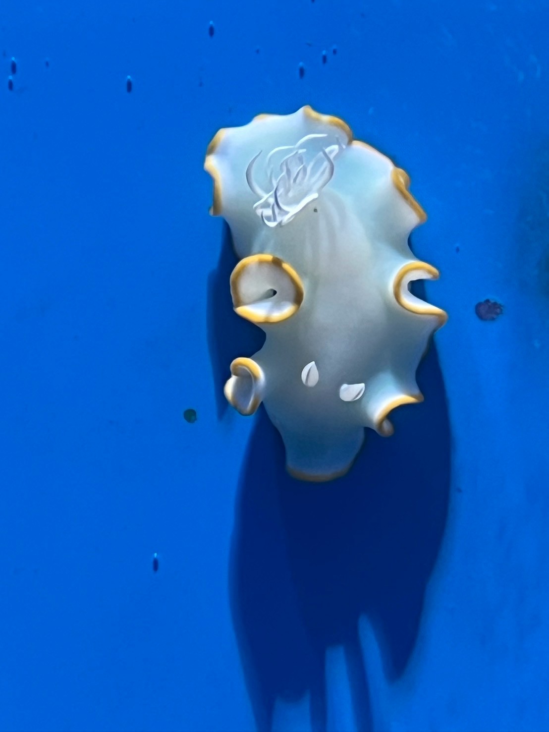 白い体に黄色いふちのある生き物