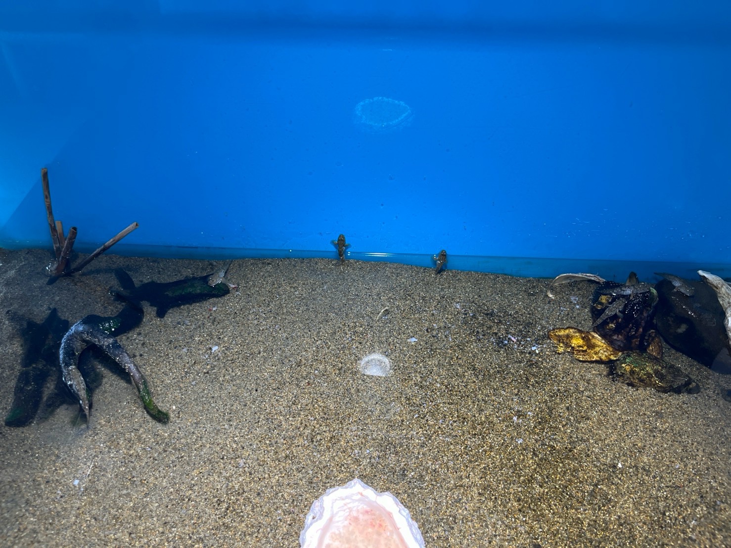 砂地や流木のある水槽の生き物たち