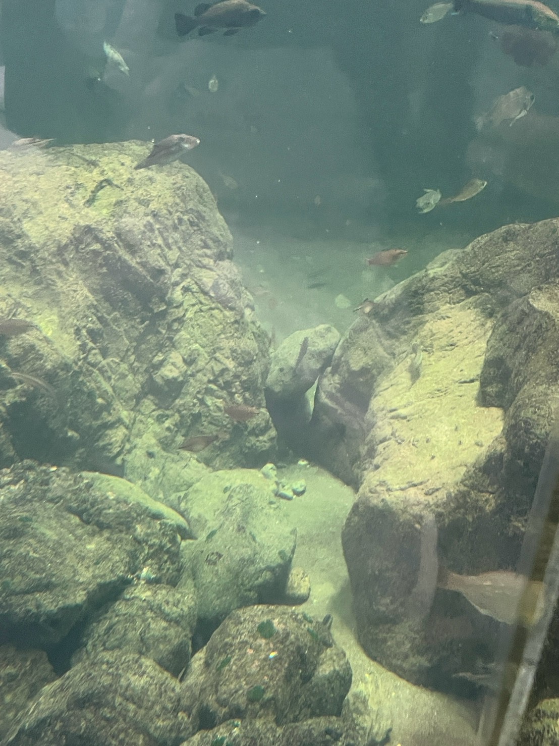岩の間を泳いでいる魚たち