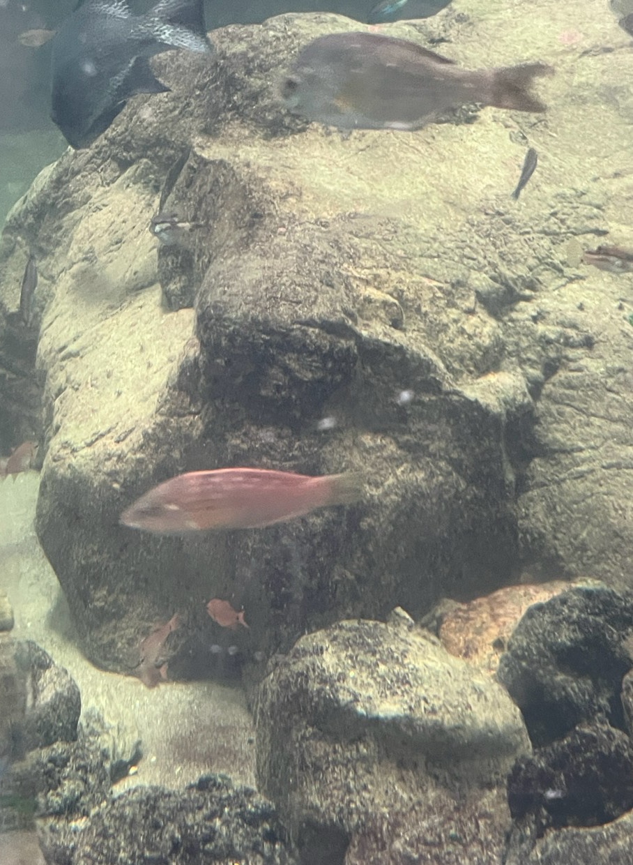 岩場の水槽で泳ぐ魚たち