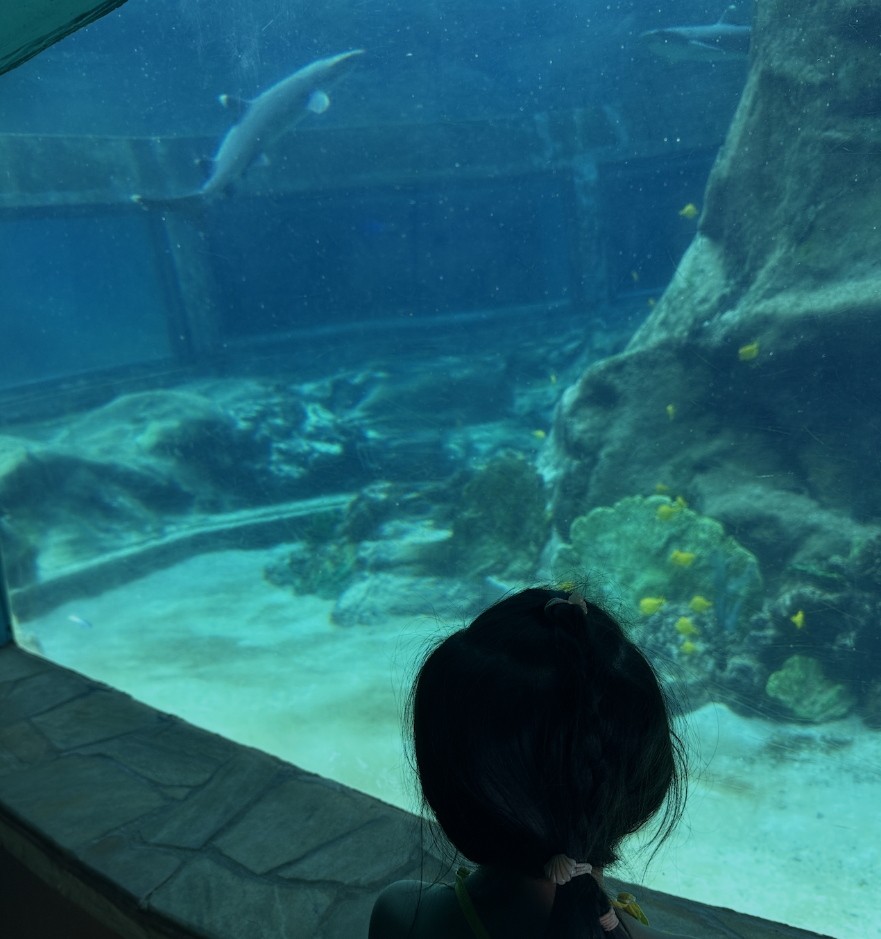 水槽の中を泳ぐサメを見ている後ろ姿