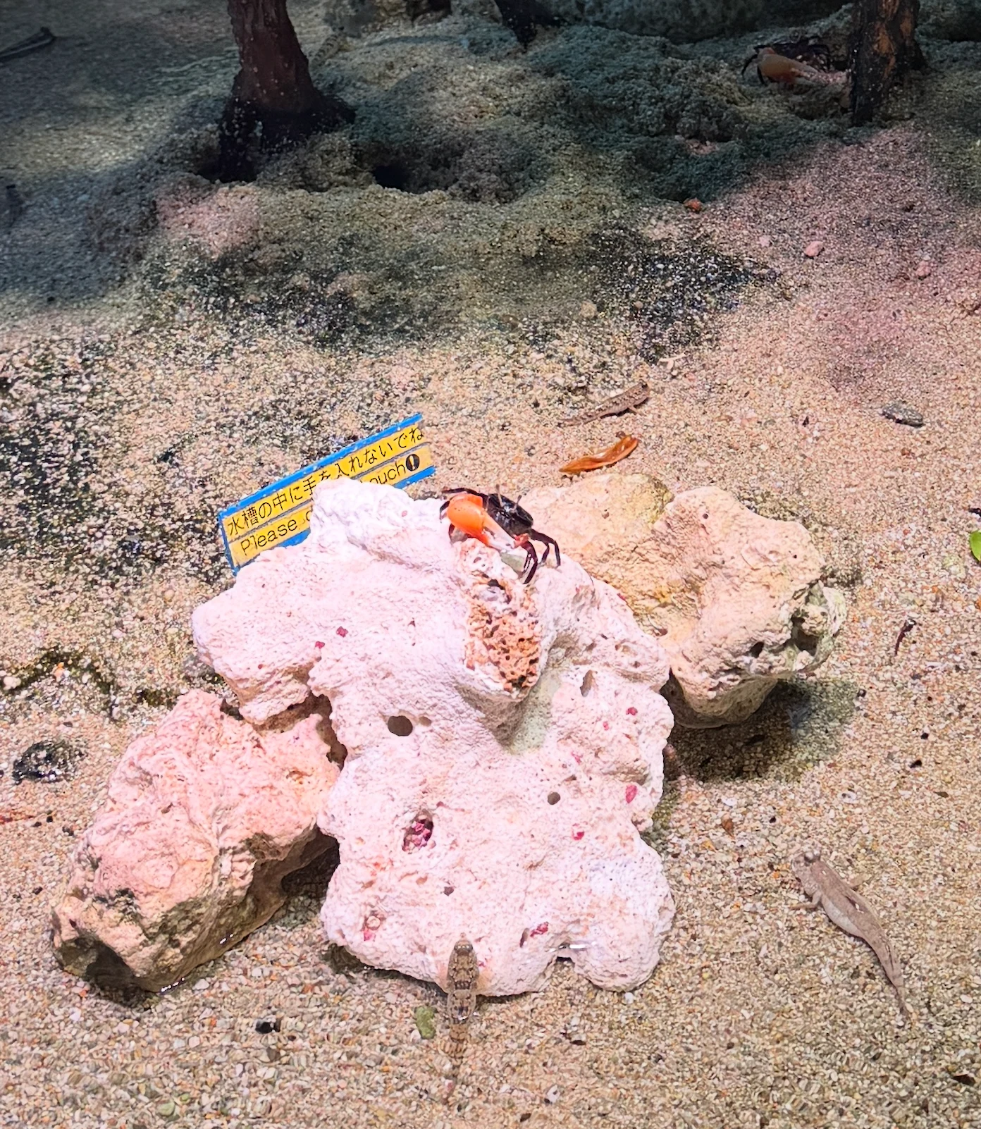 岩の上に姿を見せたカニ。正式名称は確認中