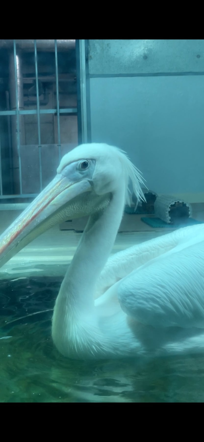 大きなくちばしが目の前に見えるペリカン