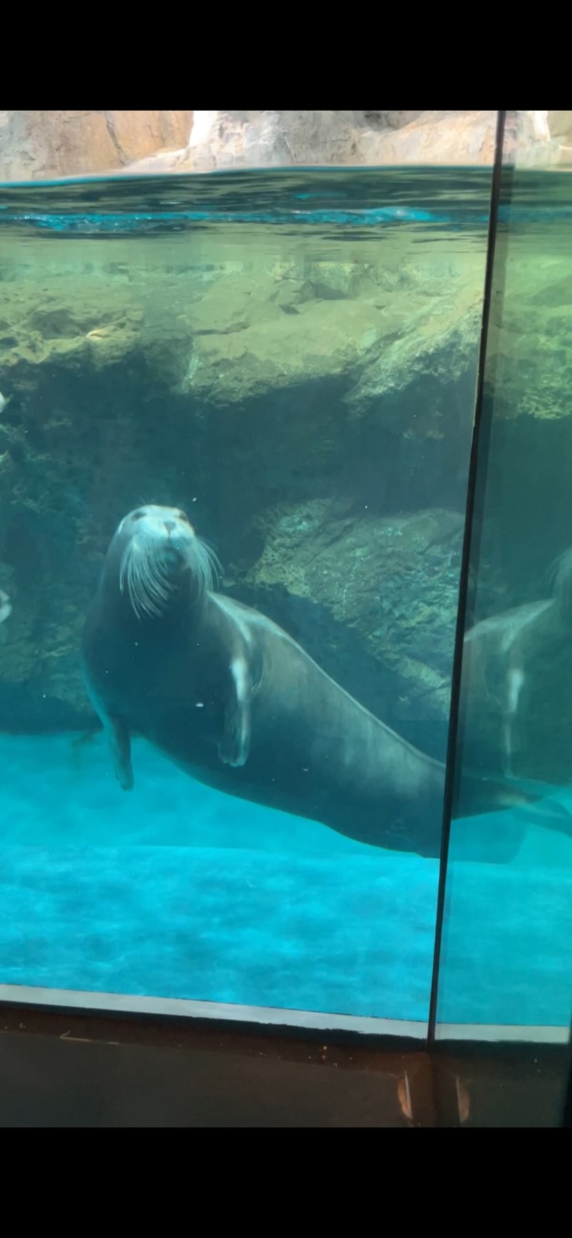 水槽の中からこちらを向くセイウチ